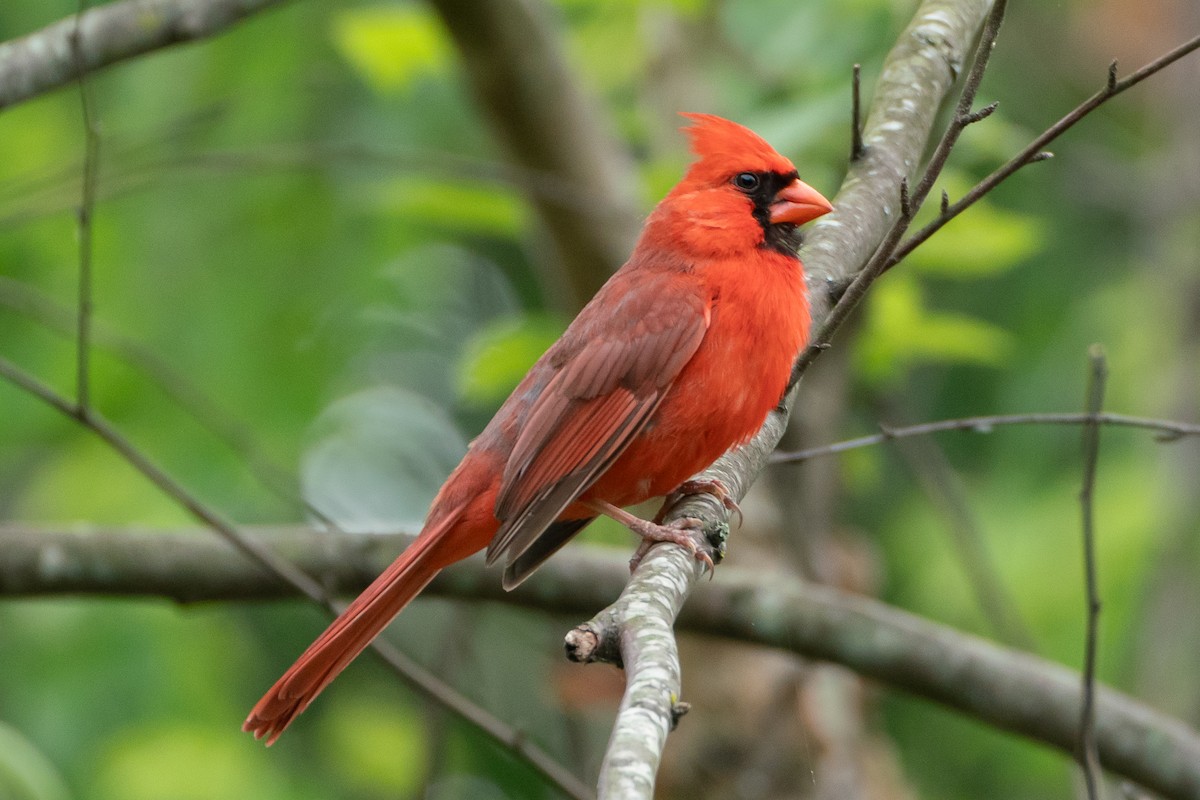 Cardinal rouge - ML618797061
