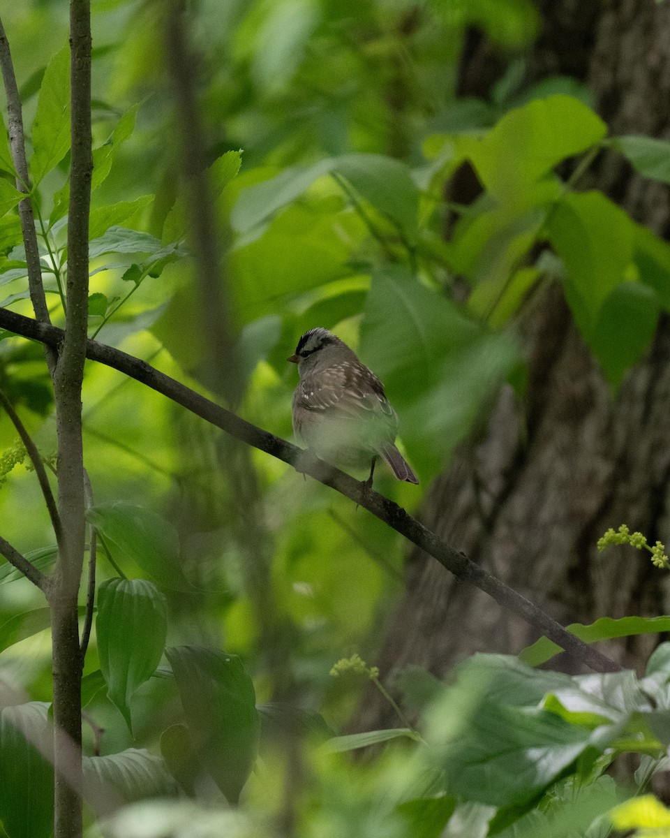 White-crowned Sparrow - ML618797085