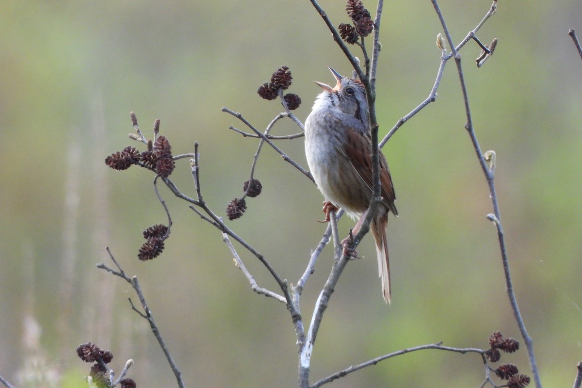 Swamp Sparrow - ML618797199