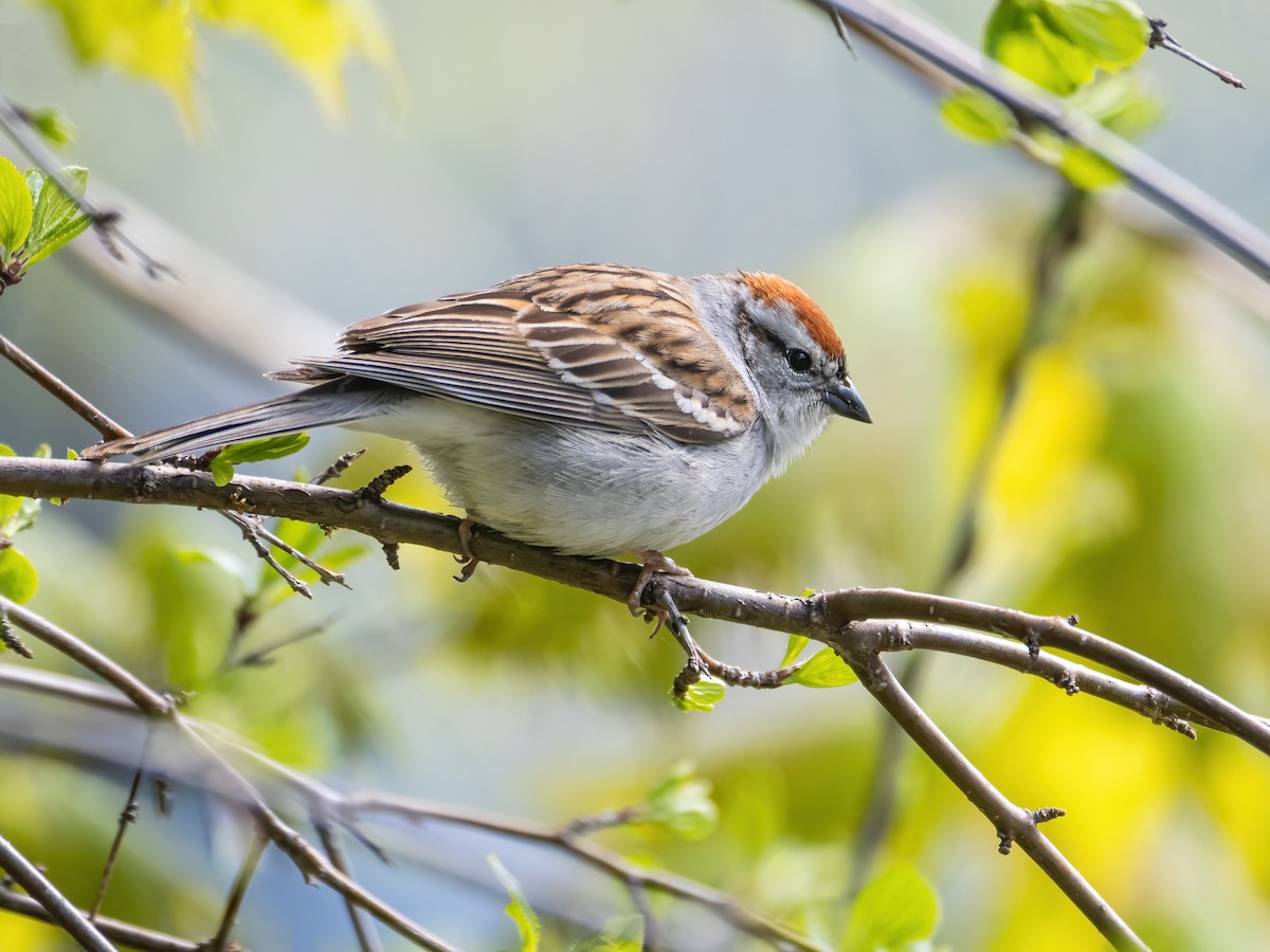 Chipping Sparrow - ML618797215