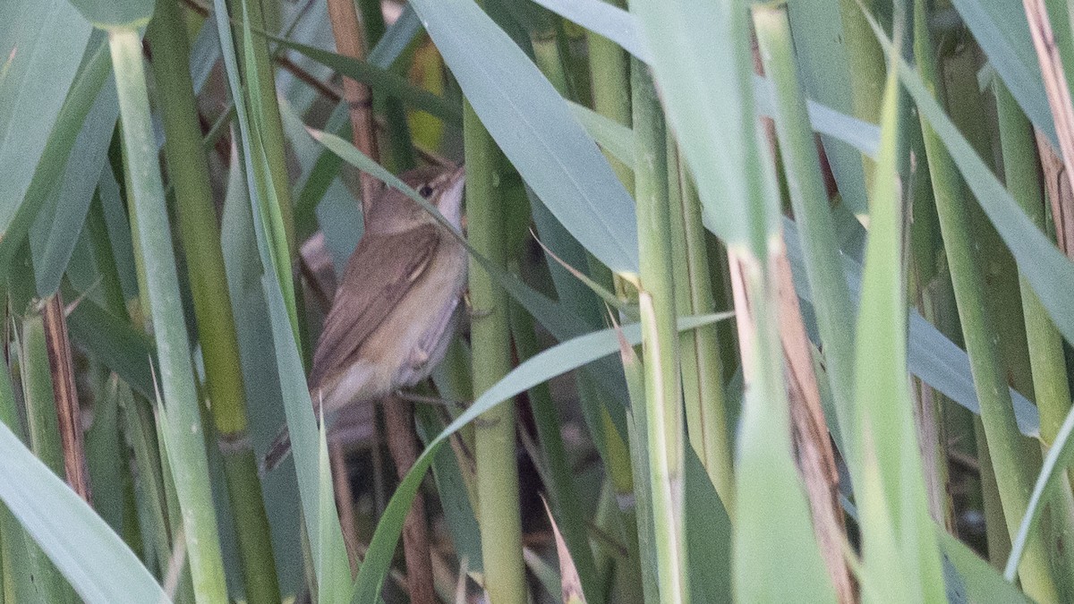 Common Reed Warbler - ML618797220