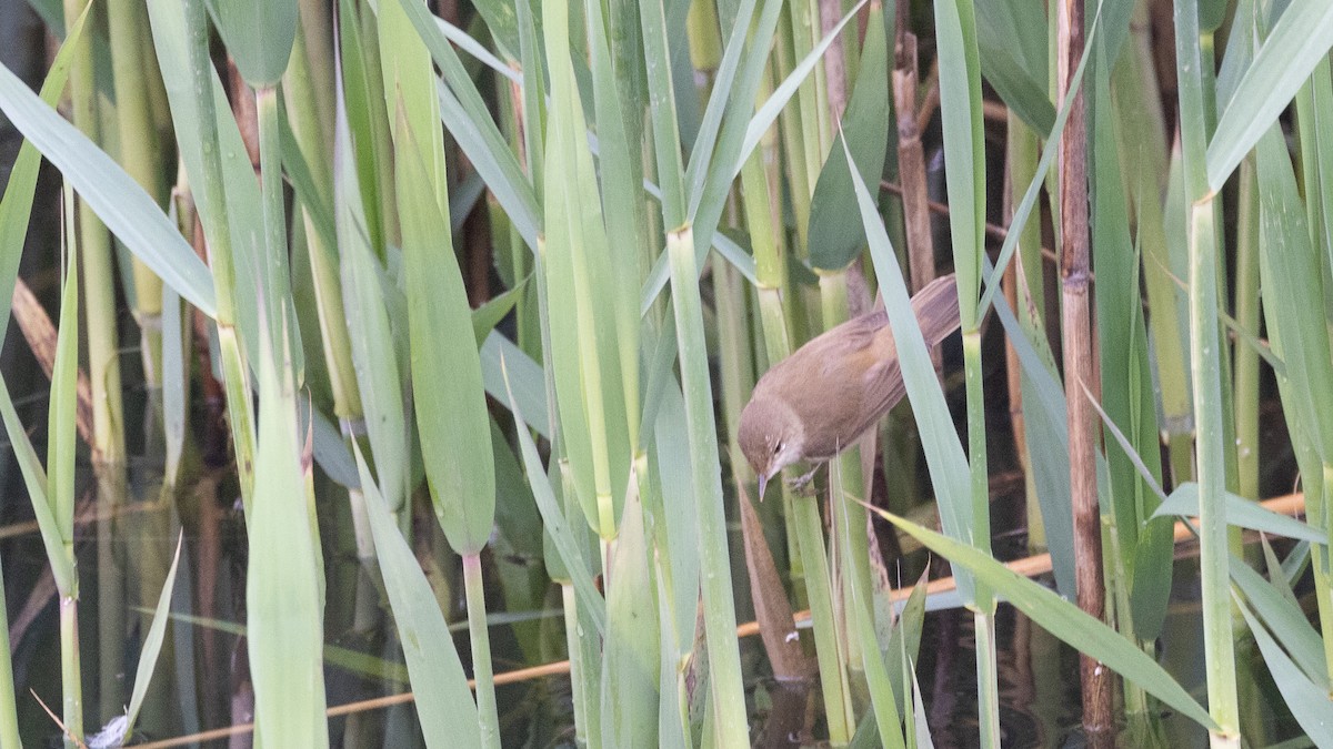 Common Reed Warbler - ML618797221