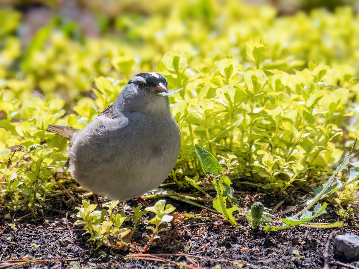 White-crowned Sparrow - ML618797225