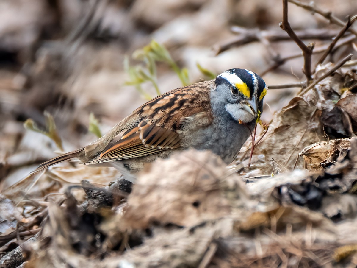 White-throated Sparrow - ML618797242