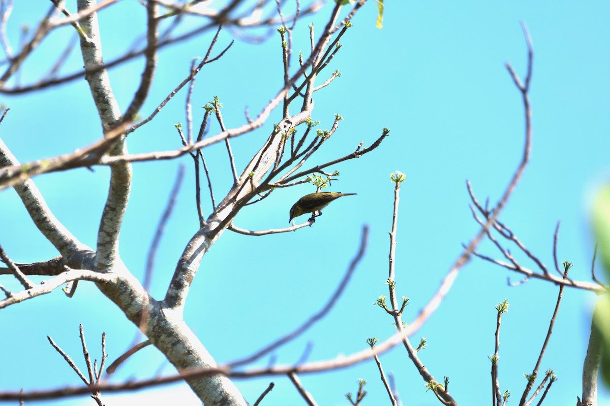 Cape May Warbler - Krishen Greenwell
