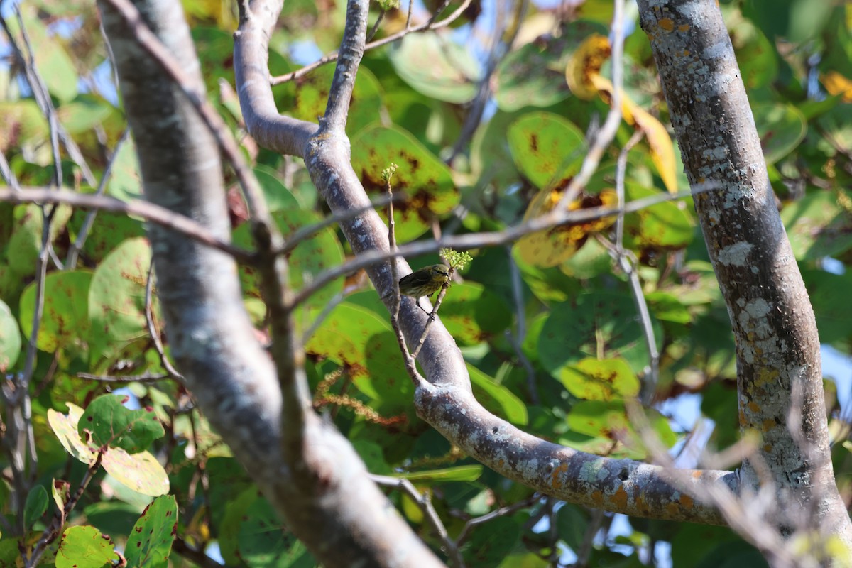 Cape May Warbler - Krishen Greenwell
