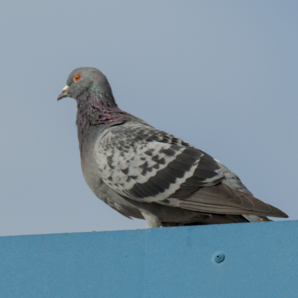 Rock Pigeon (Feral Pigeon) - Tyler Beutel