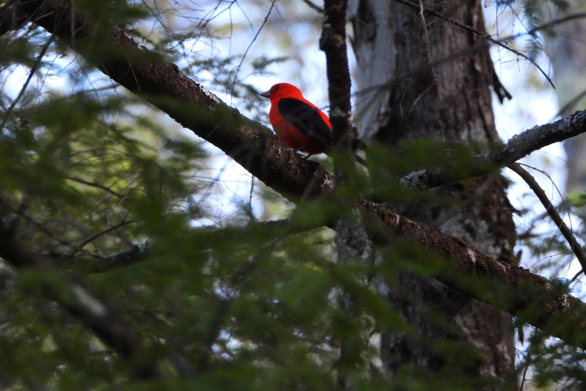 Scarlet Tanager - ML618797311