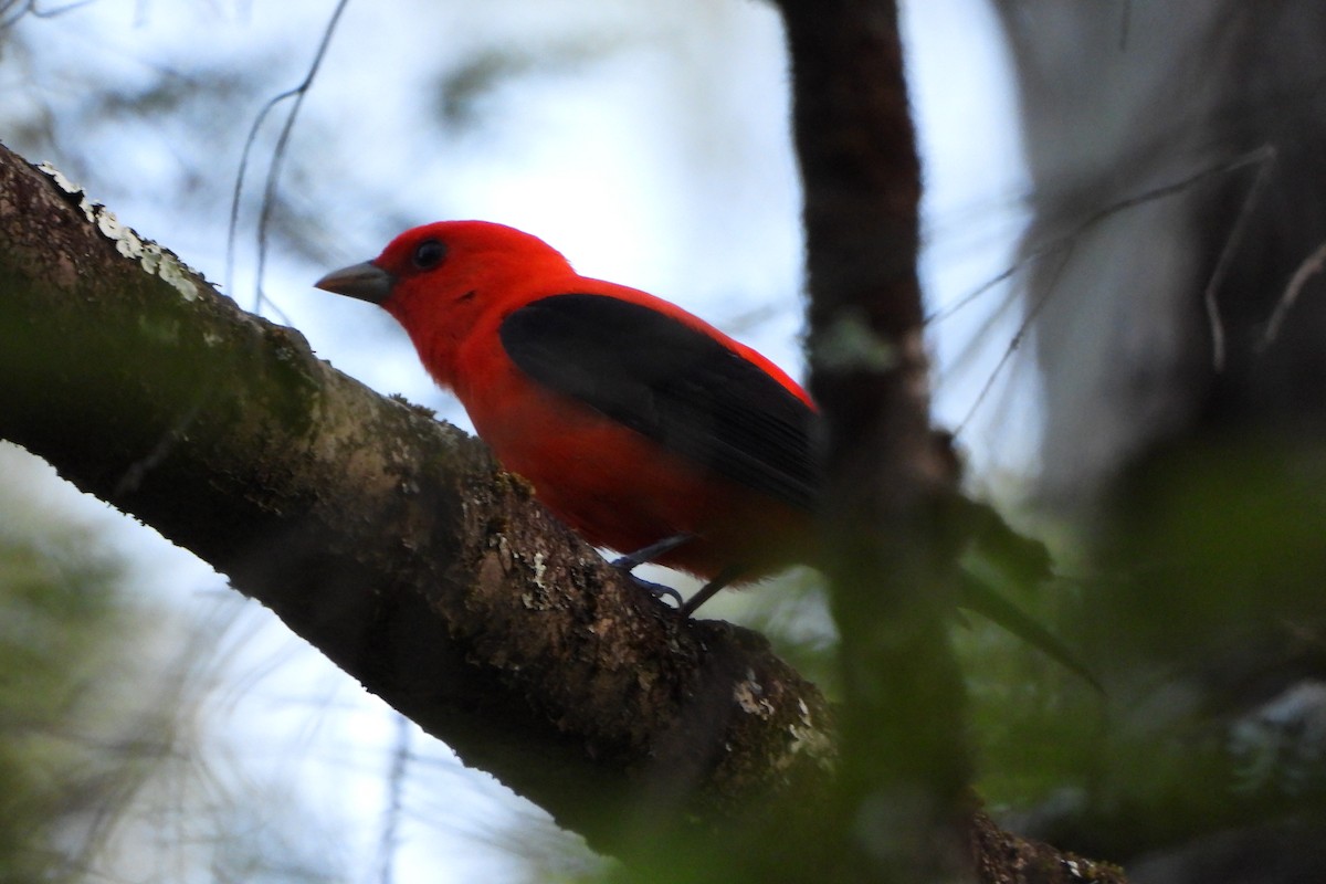 Scarlet Tanager - ML618797312