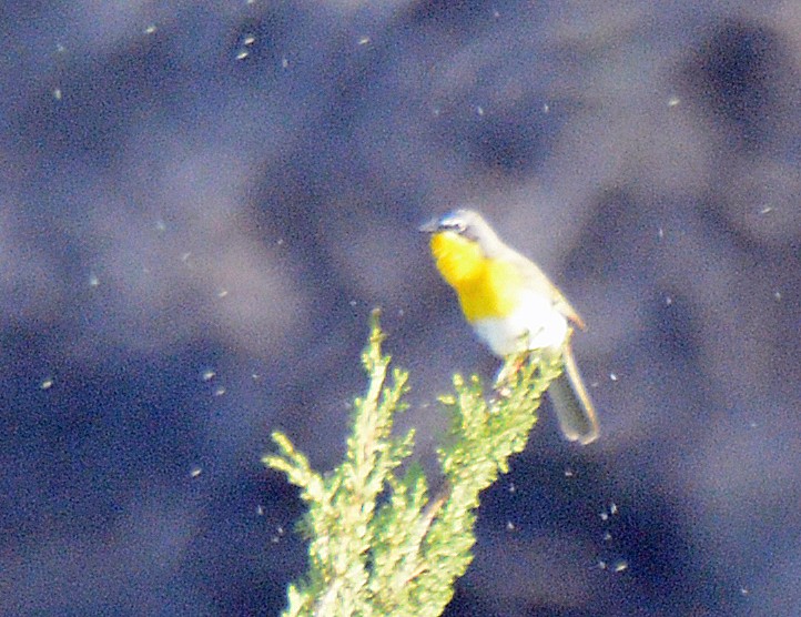 Yellow-breasted Chat - ML618797324