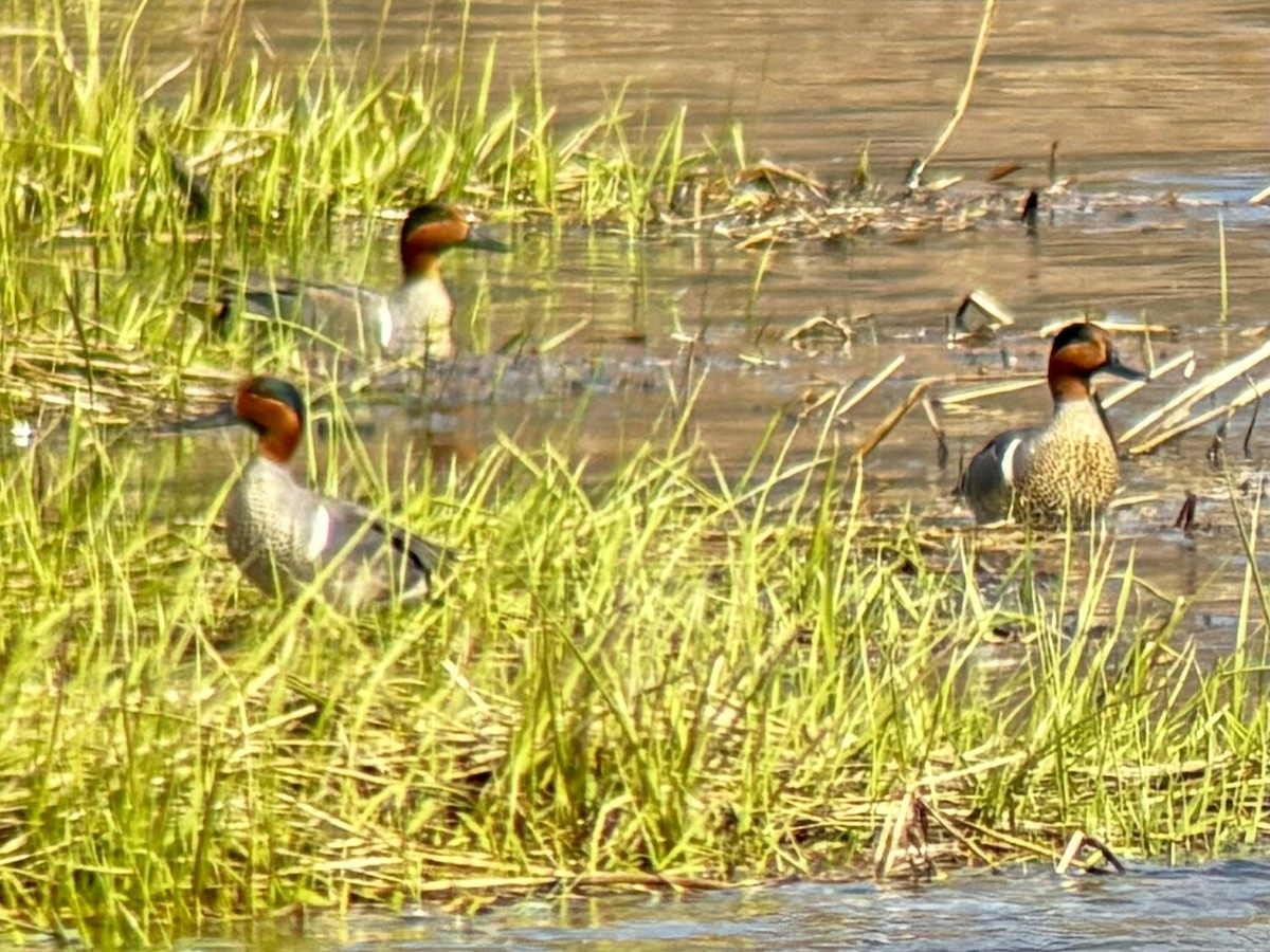 Green-winged Teal - ML618797343