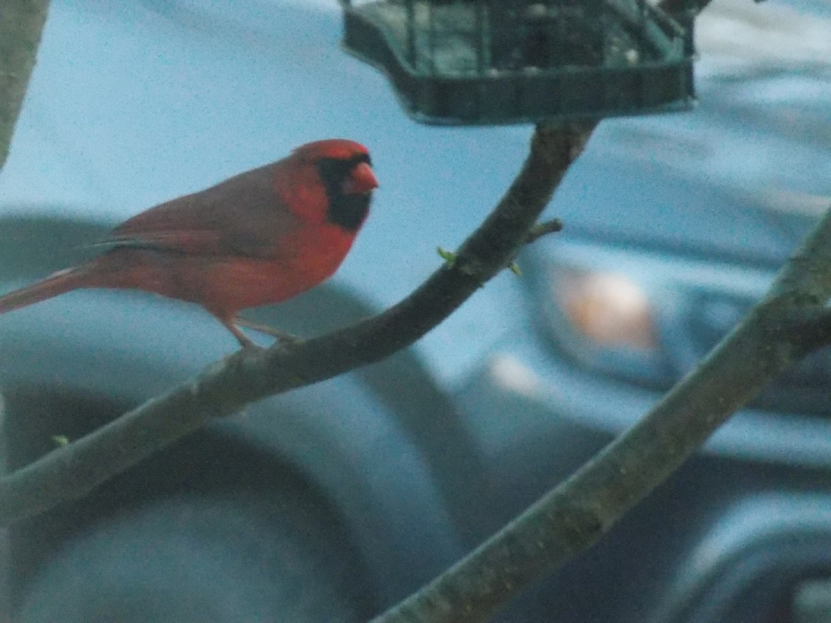 Cardinal rouge - ML618797354