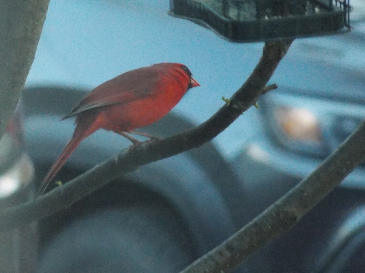 Cardinal rouge - ML618797355