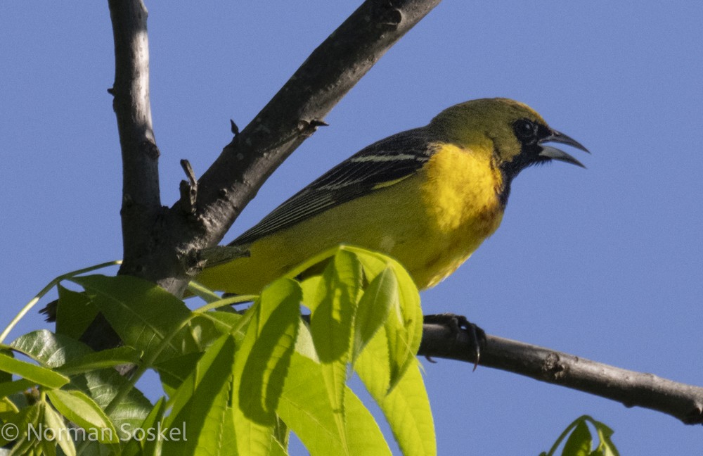 Orchard Oriole - ML618797372