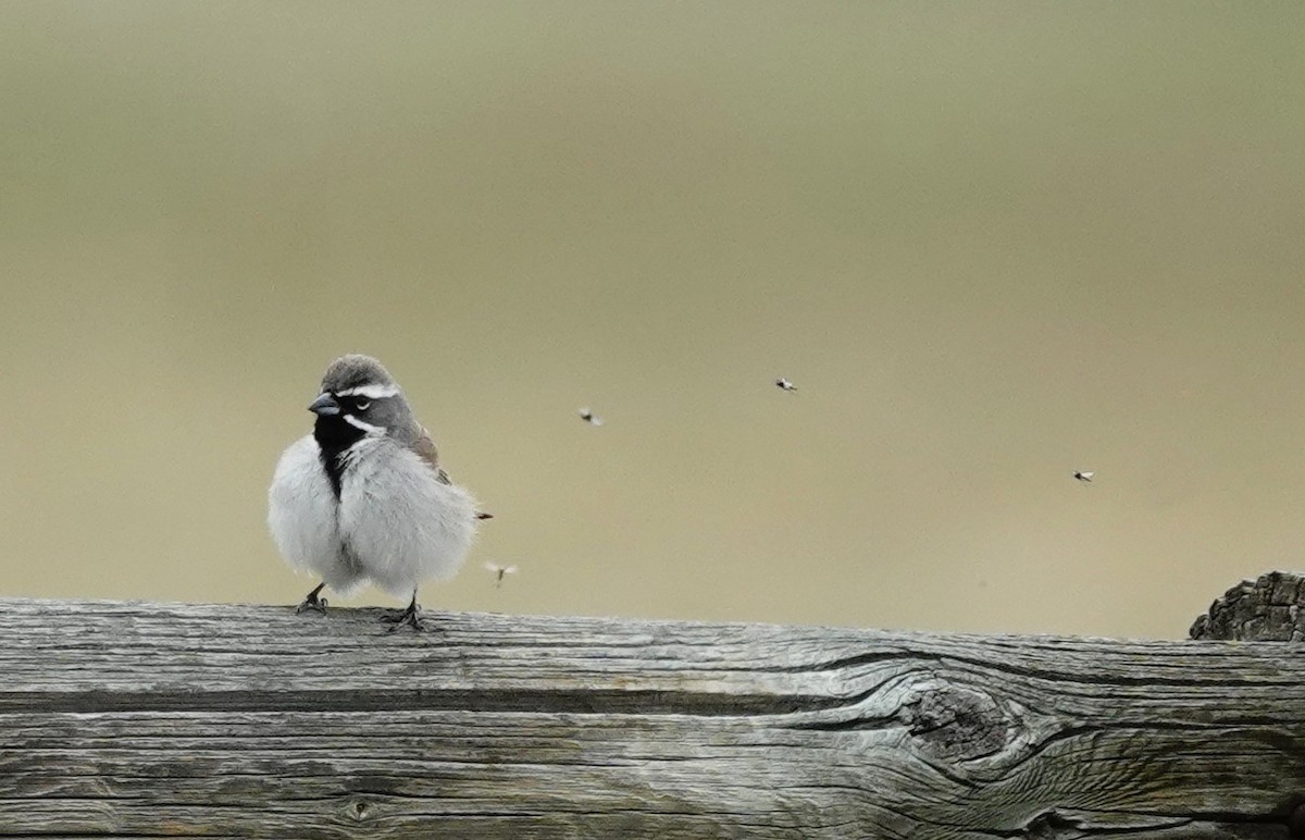 Black-throated Sparrow - ML618797377