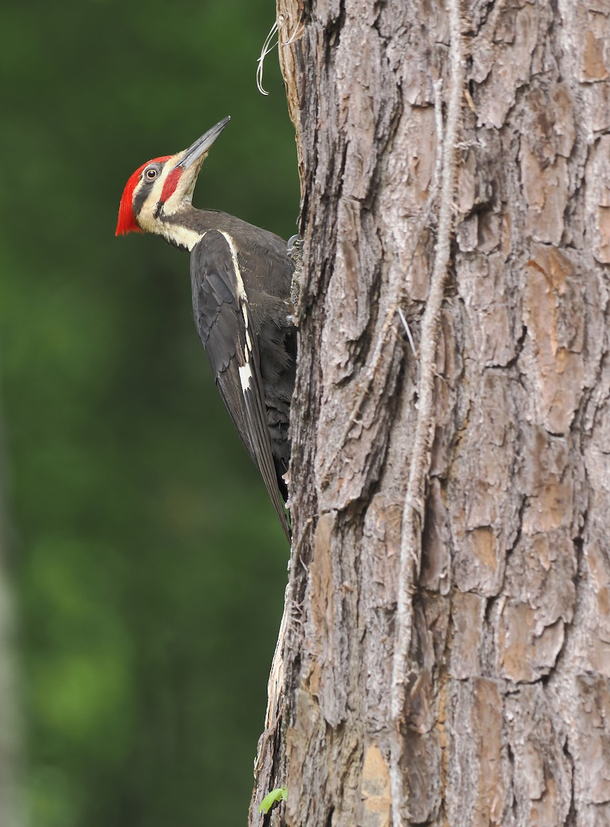 Pileated Woodpecker - ML618797443