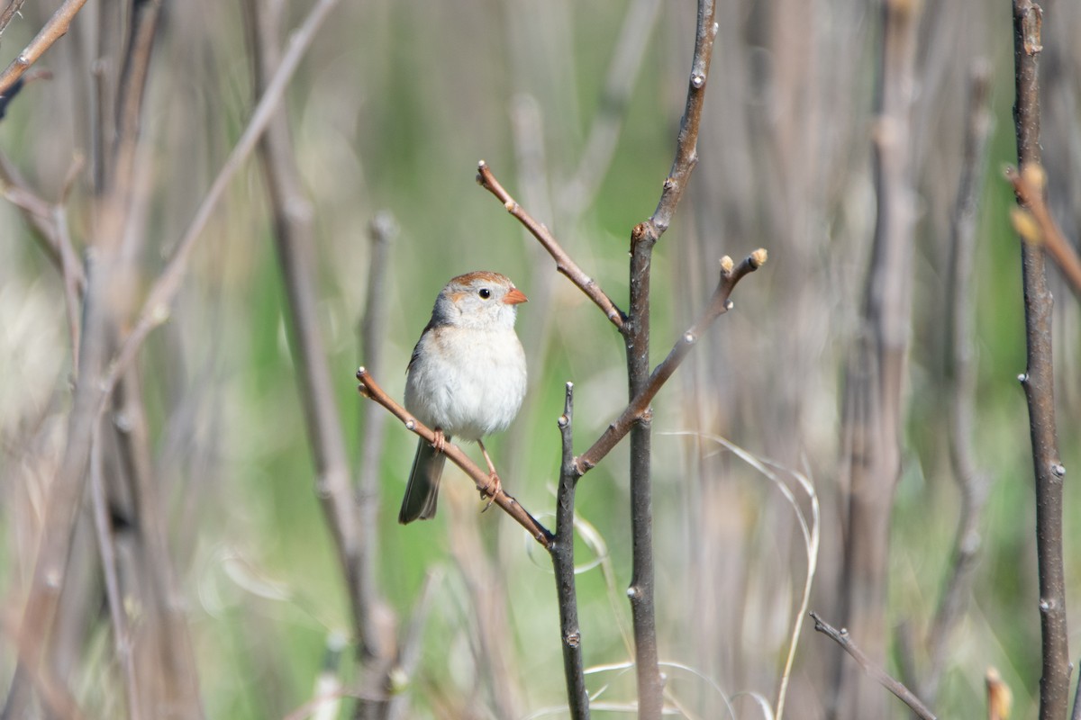 Field Sparrow - ML618797457