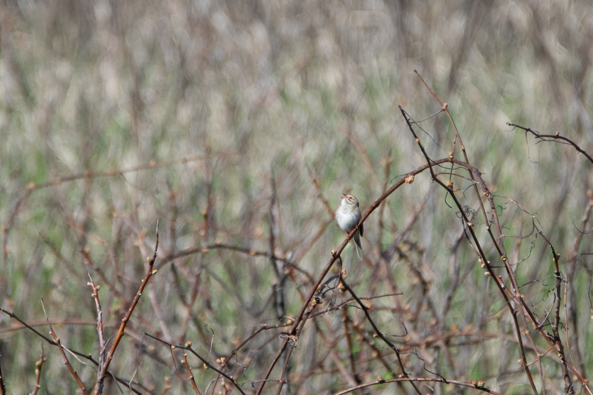 Clay-colored Sparrow - William Luckhardt
