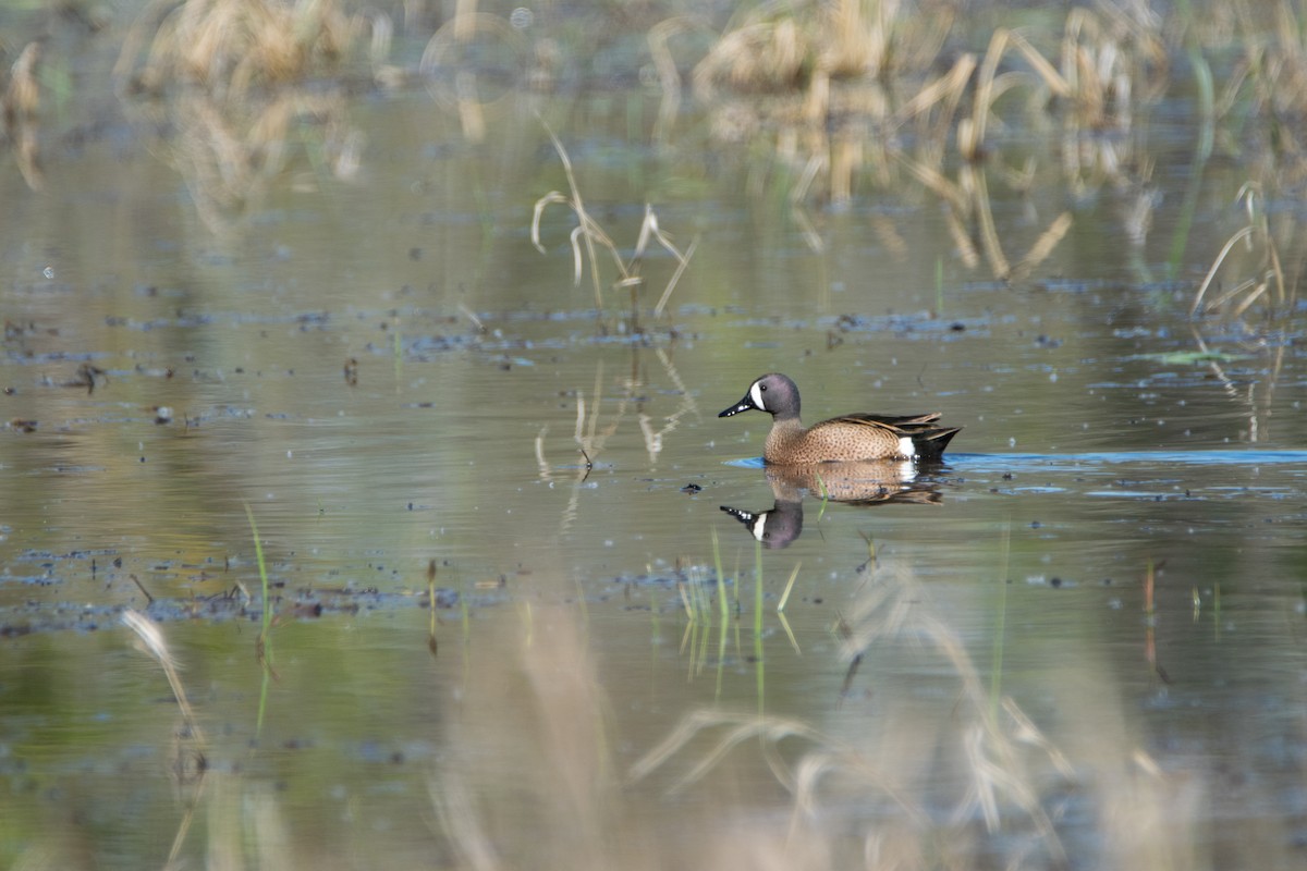 Blue-winged Teal - ML618797464
