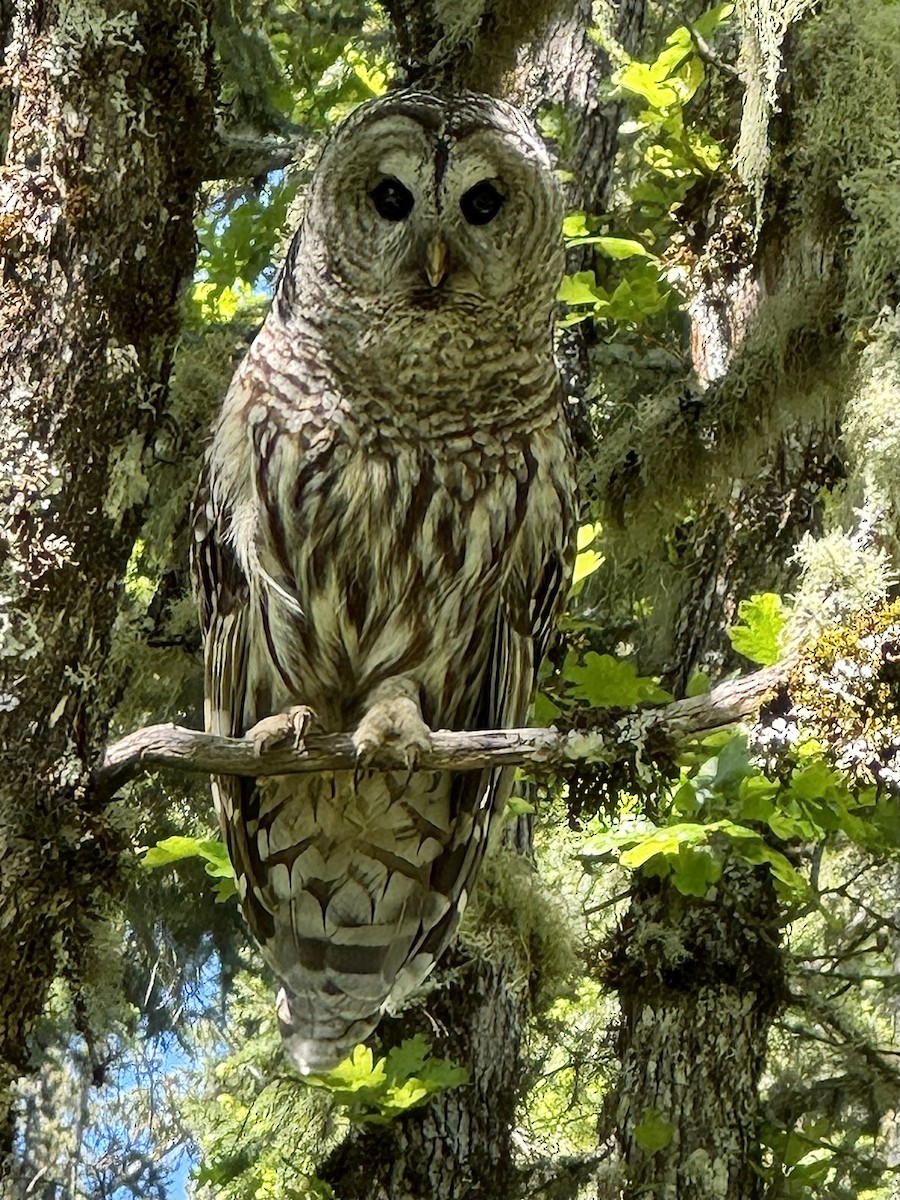 Barred Owl - Dave Lockman