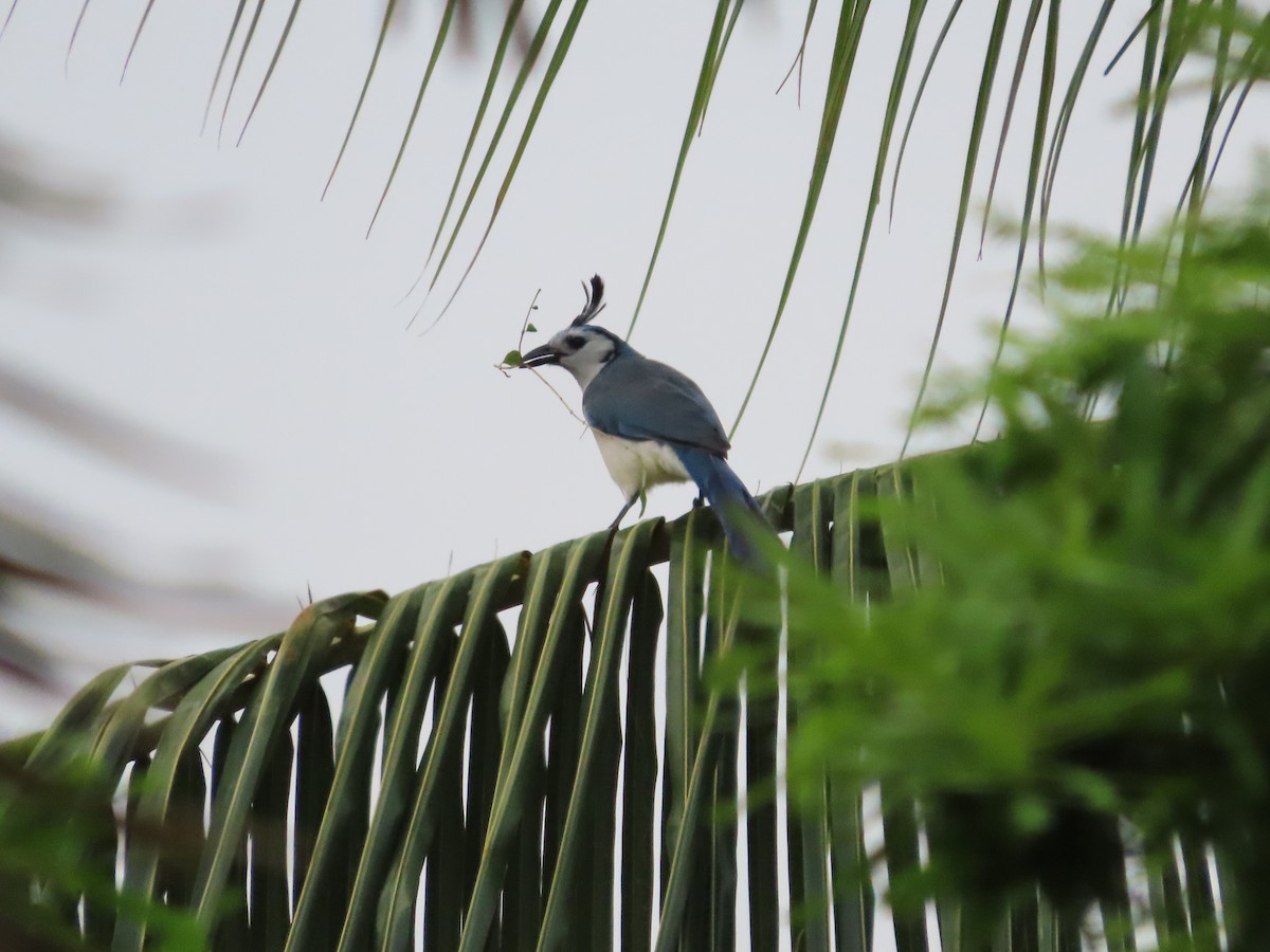 White-throated Magpie-Jay - ML618797530