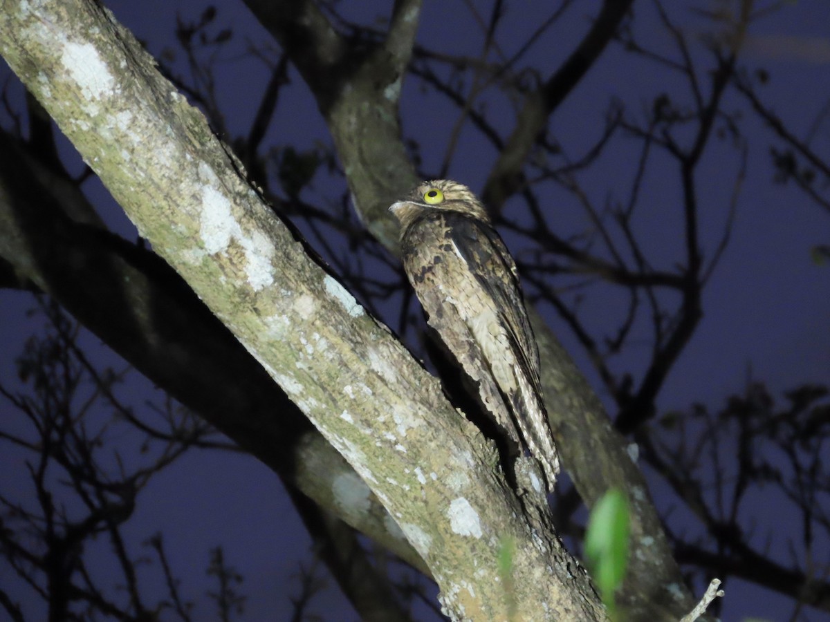 Common Potoo - Michelle Browning