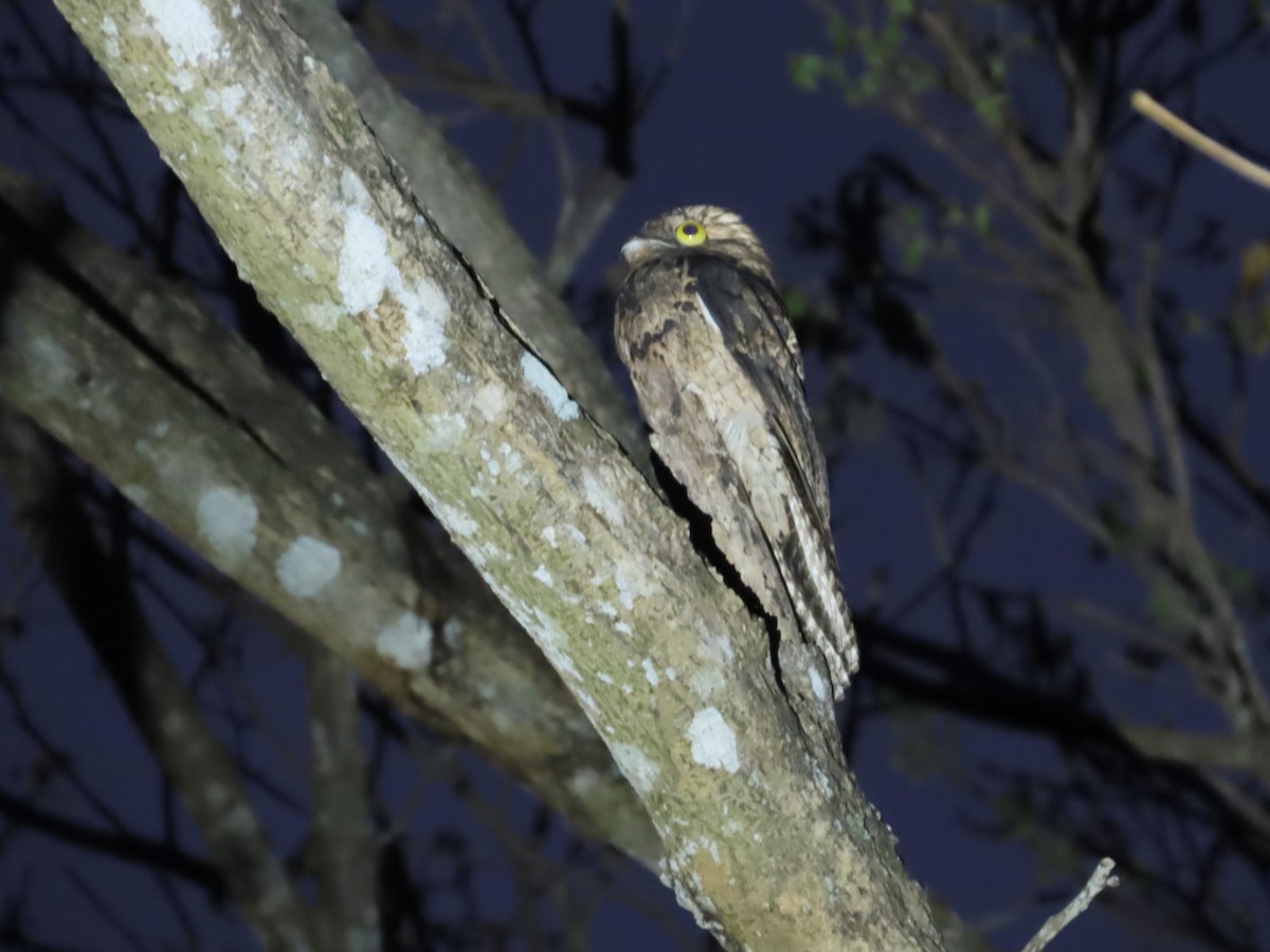 Common Potoo - Michelle Browning