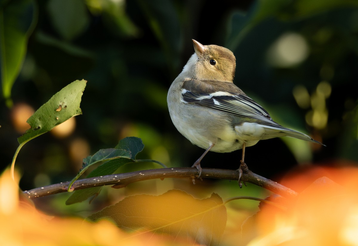 Common Chaffinch - Caiden B
