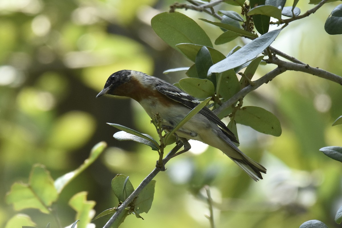 Bay-breasted Warbler - ML618797573