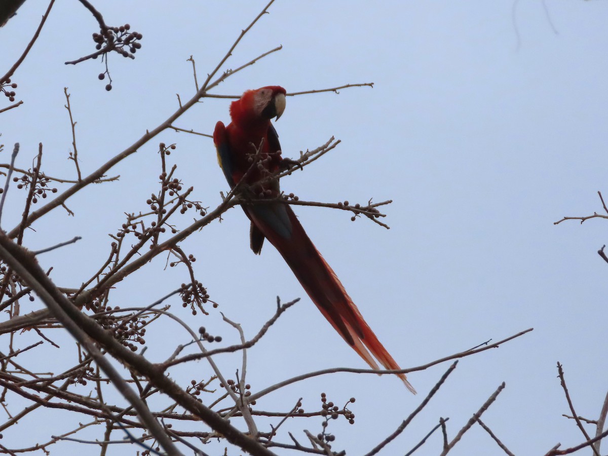 Scarlet Macaw - ML618797579