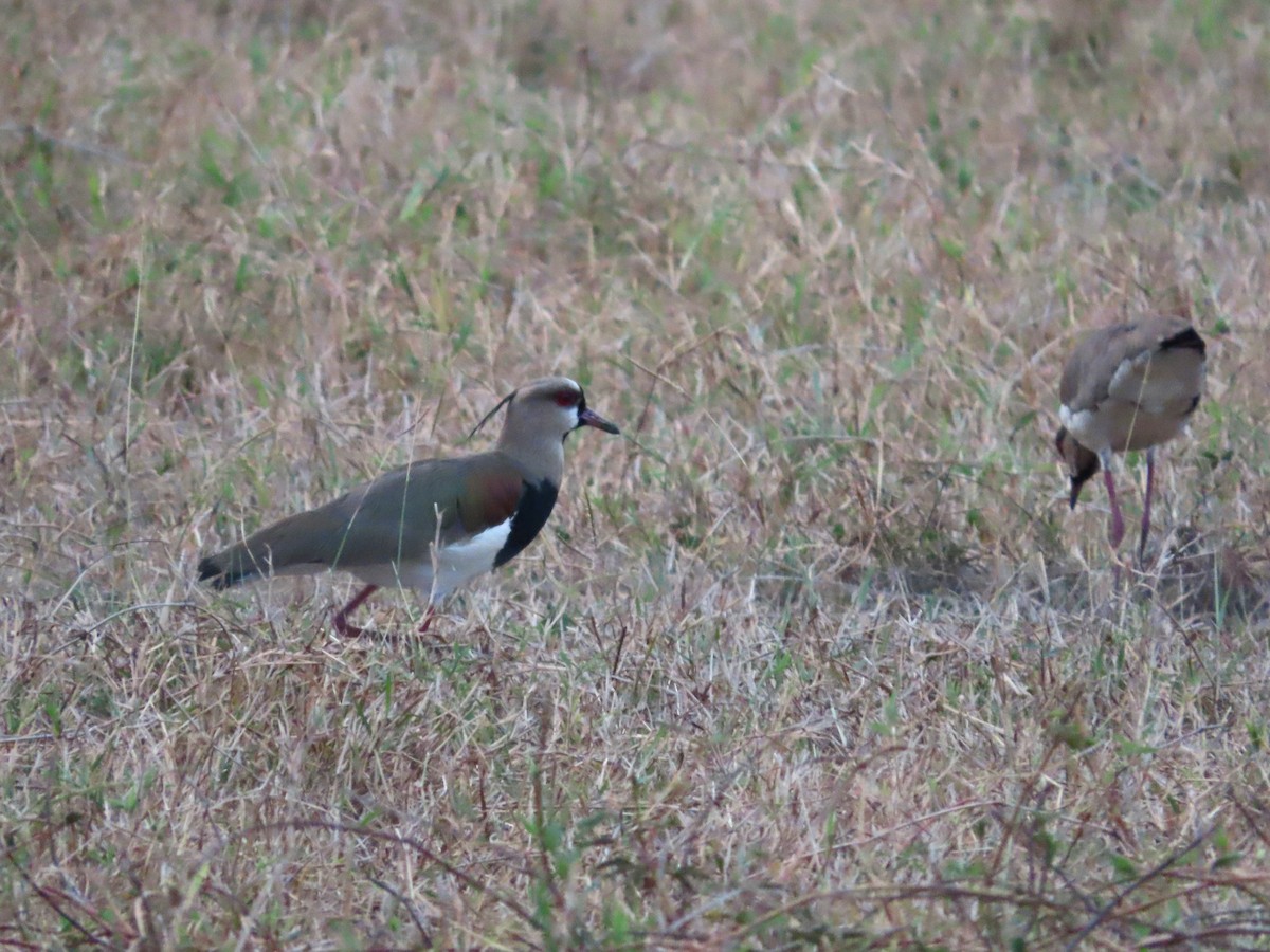 Southern Lapwing - Michelle Browning