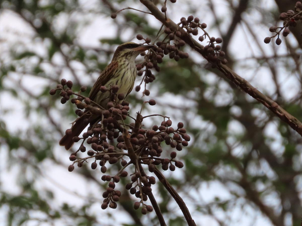 Streaked Flycatcher - Michelle Browning