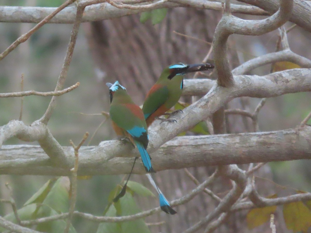 Turquoise-browed Motmot - Michelle Browning