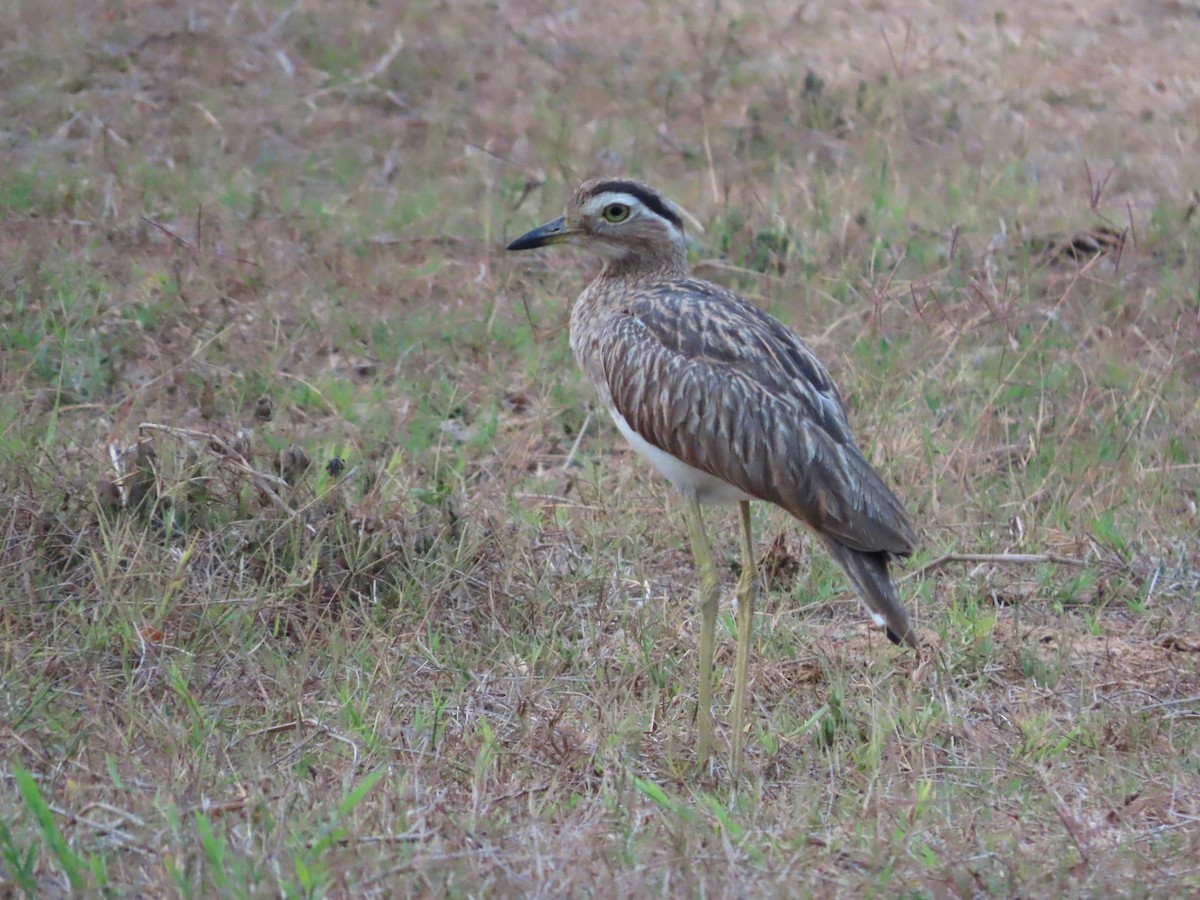 Double-striped Thick-knee - ML618797641
