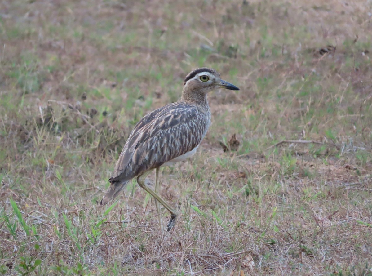 Double-striped Thick-knee - ML618797644