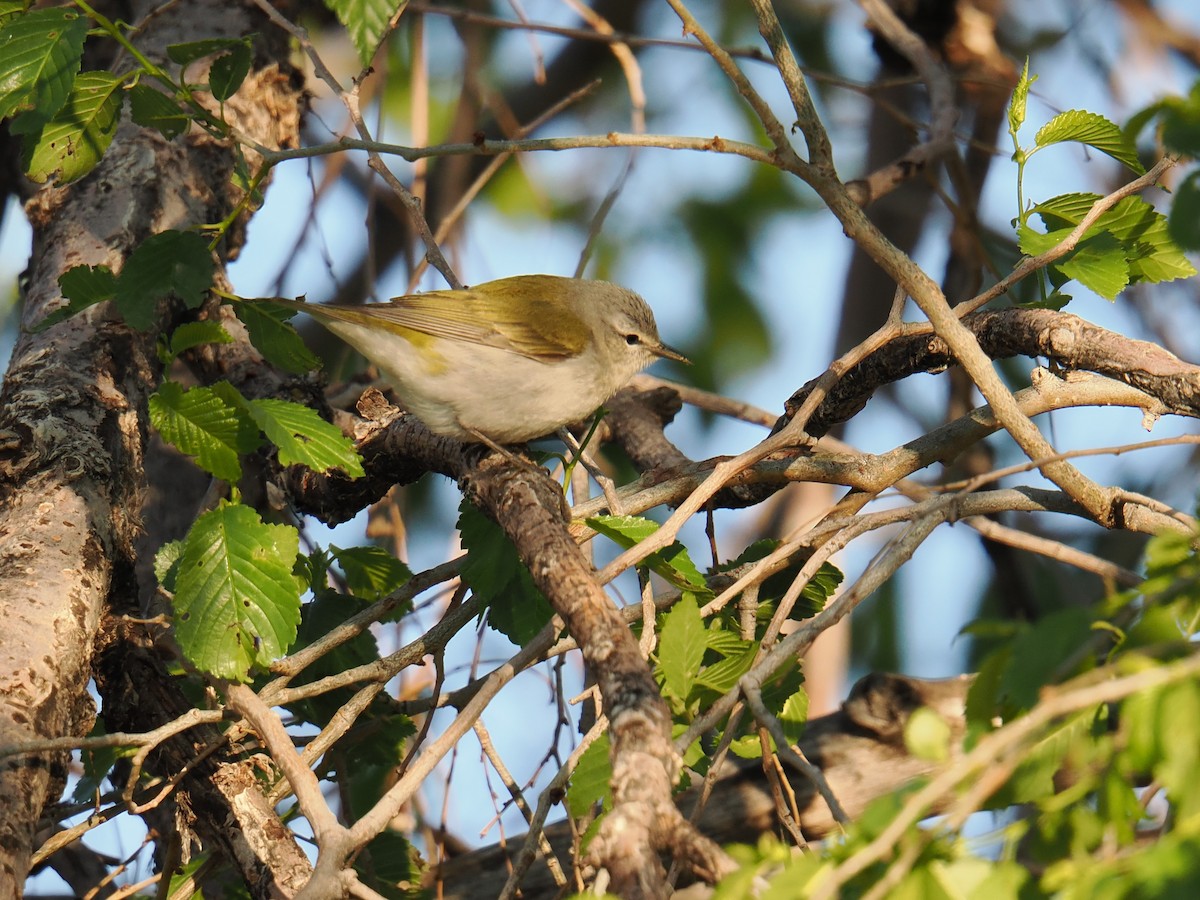 Tennessee Warbler - Shawn McCormick