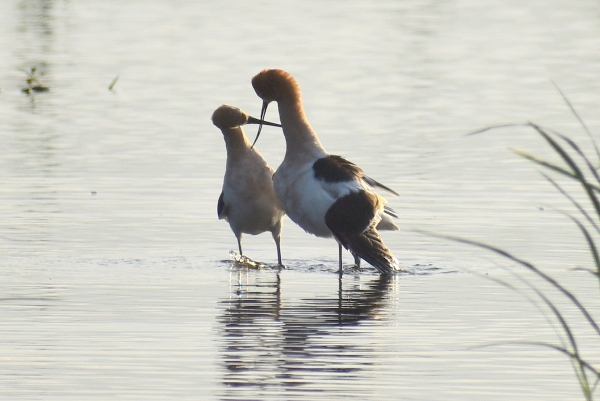 American Avocet - Claire H