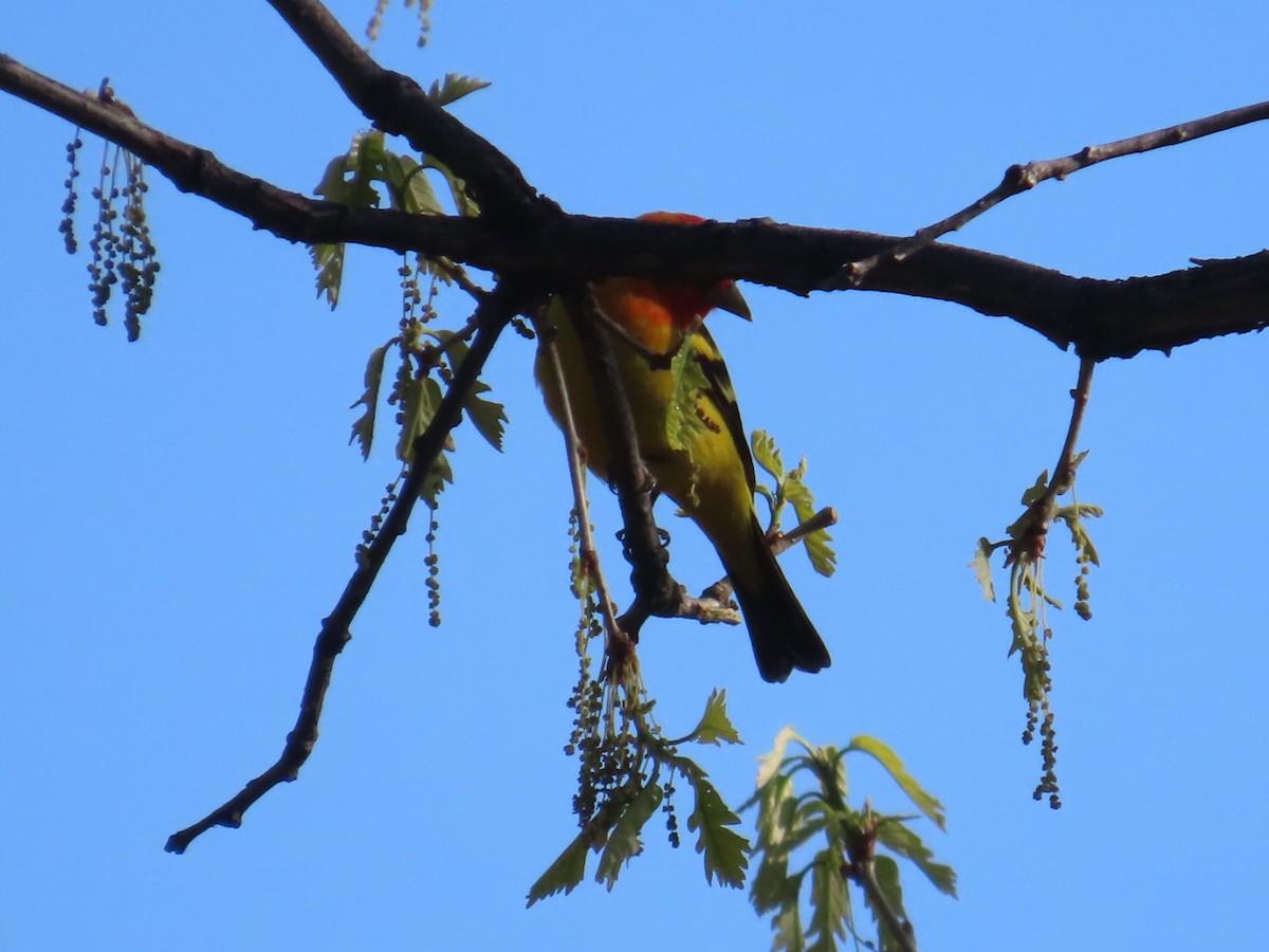 Western Tanager - ML618797769