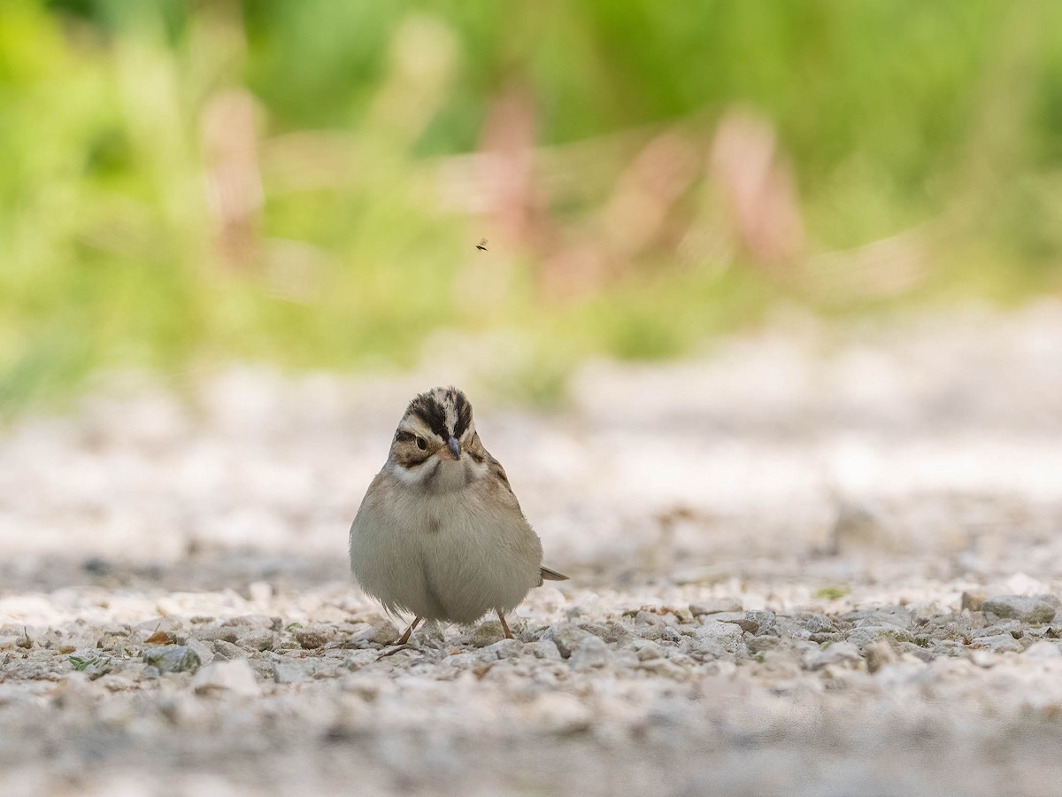 Clay-colored Sparrow - ML618797831
