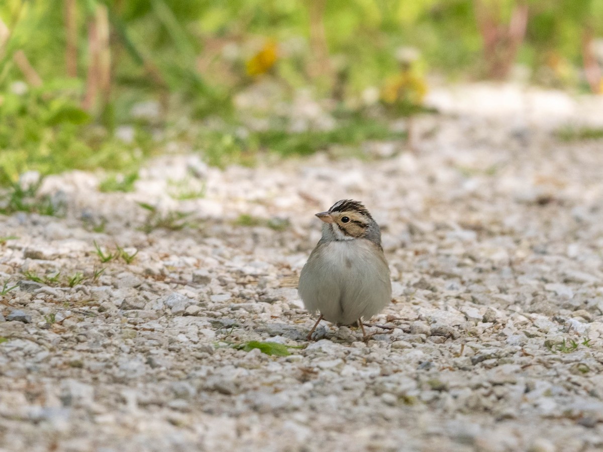 Clay-colored Sparrow - ML618797832