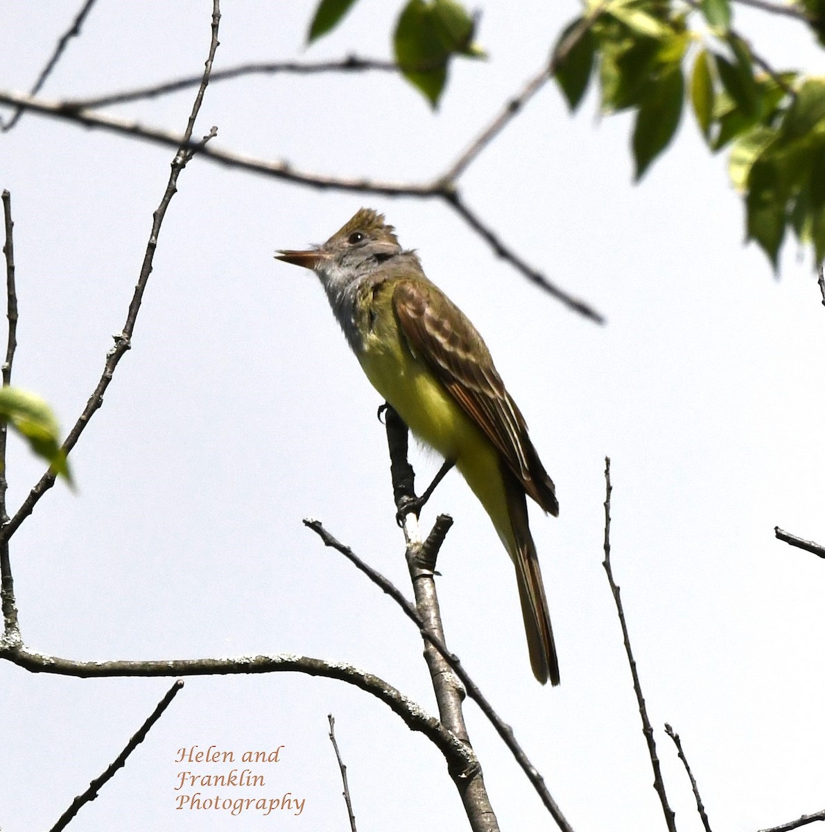 Great Crested Flycatcher - Helen and Franklin Chow