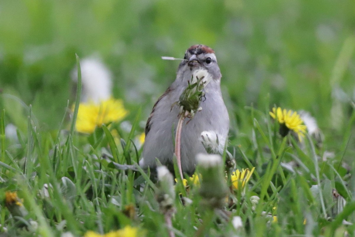 Chipping Sparrow - Steve McNamara