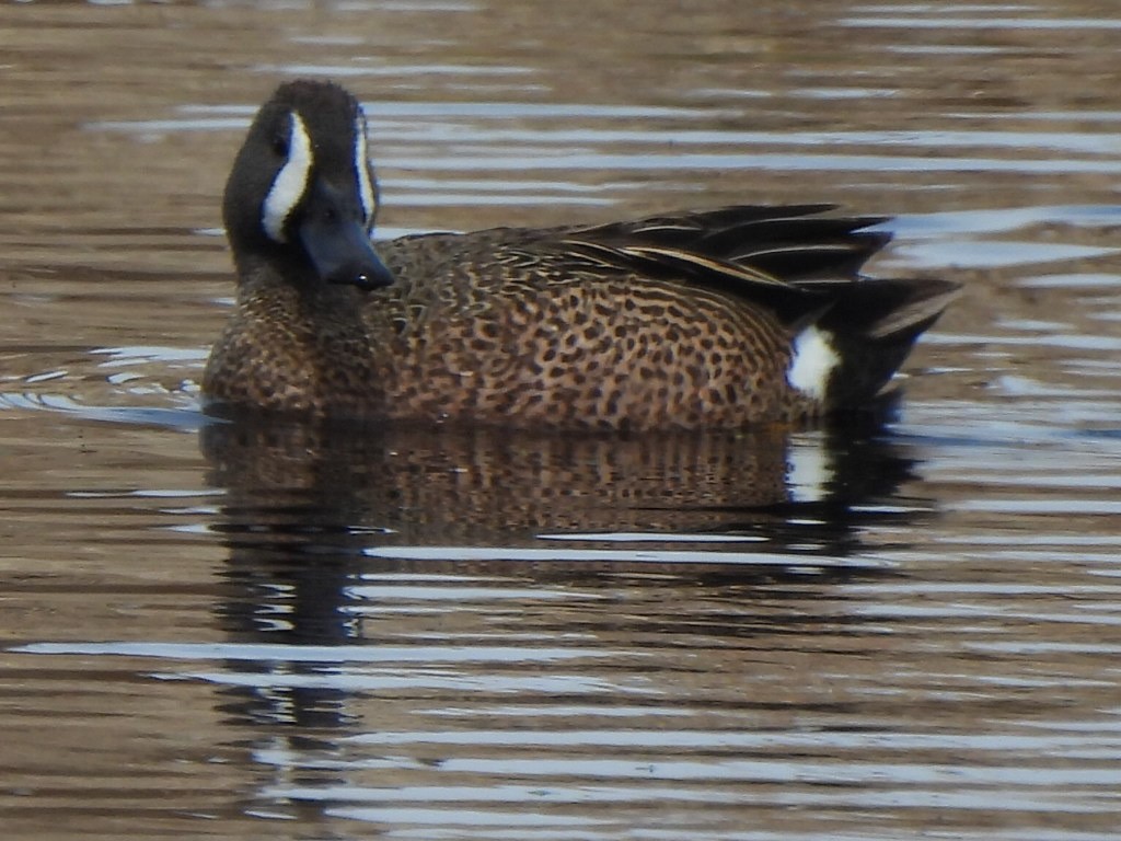 Blue-winged Teal - ML618797920