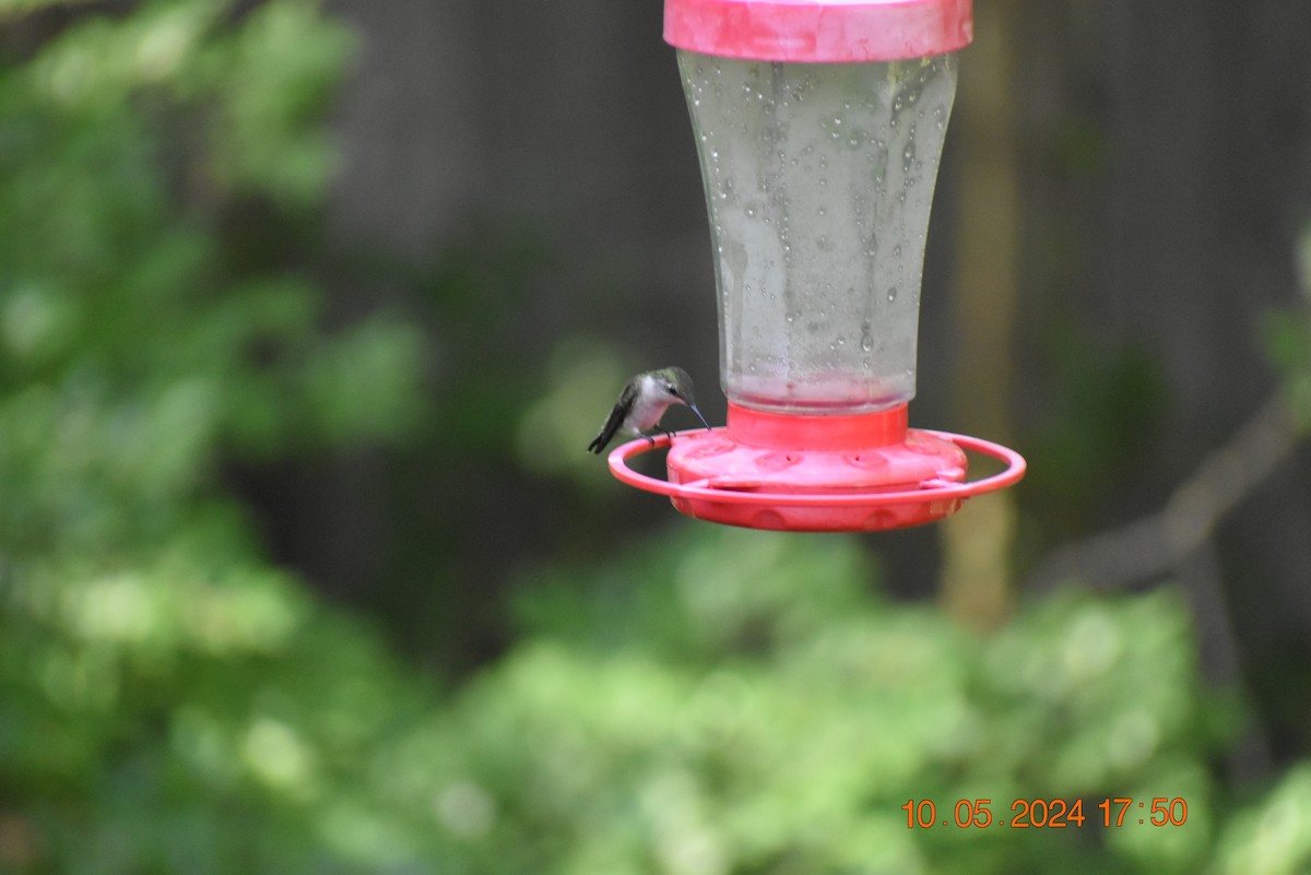 Ruby-throated Hummingbird - ML618797931