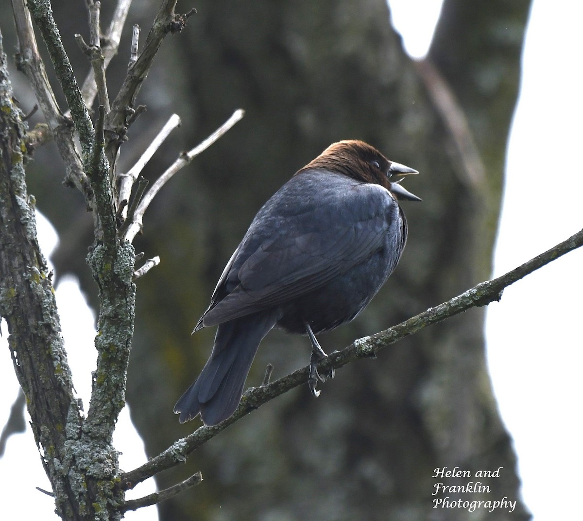 Brown-headed Cowbird - Helen and Franklin Chow