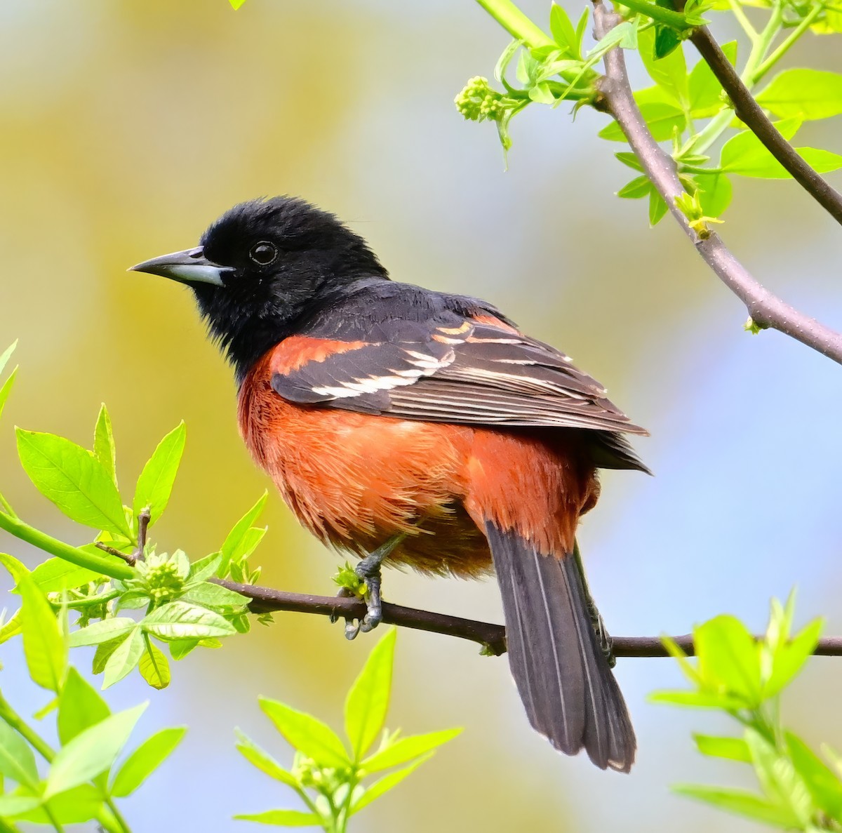 Orchard Oriole - ML618797937