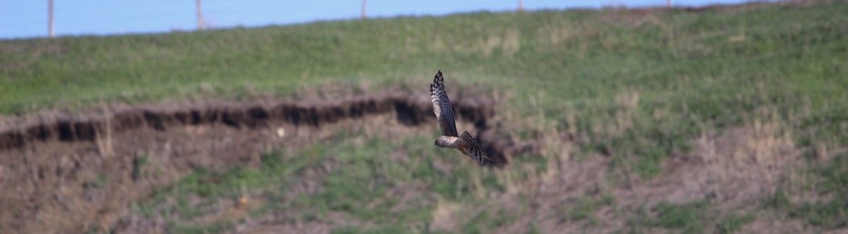 Northern Harrier - Don Cassidy