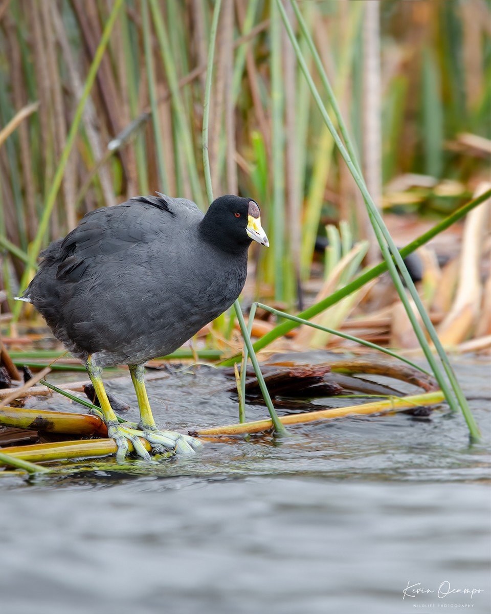 American Coot - Kevin Ocampo | Ocampo Expeditions Birding Tours
