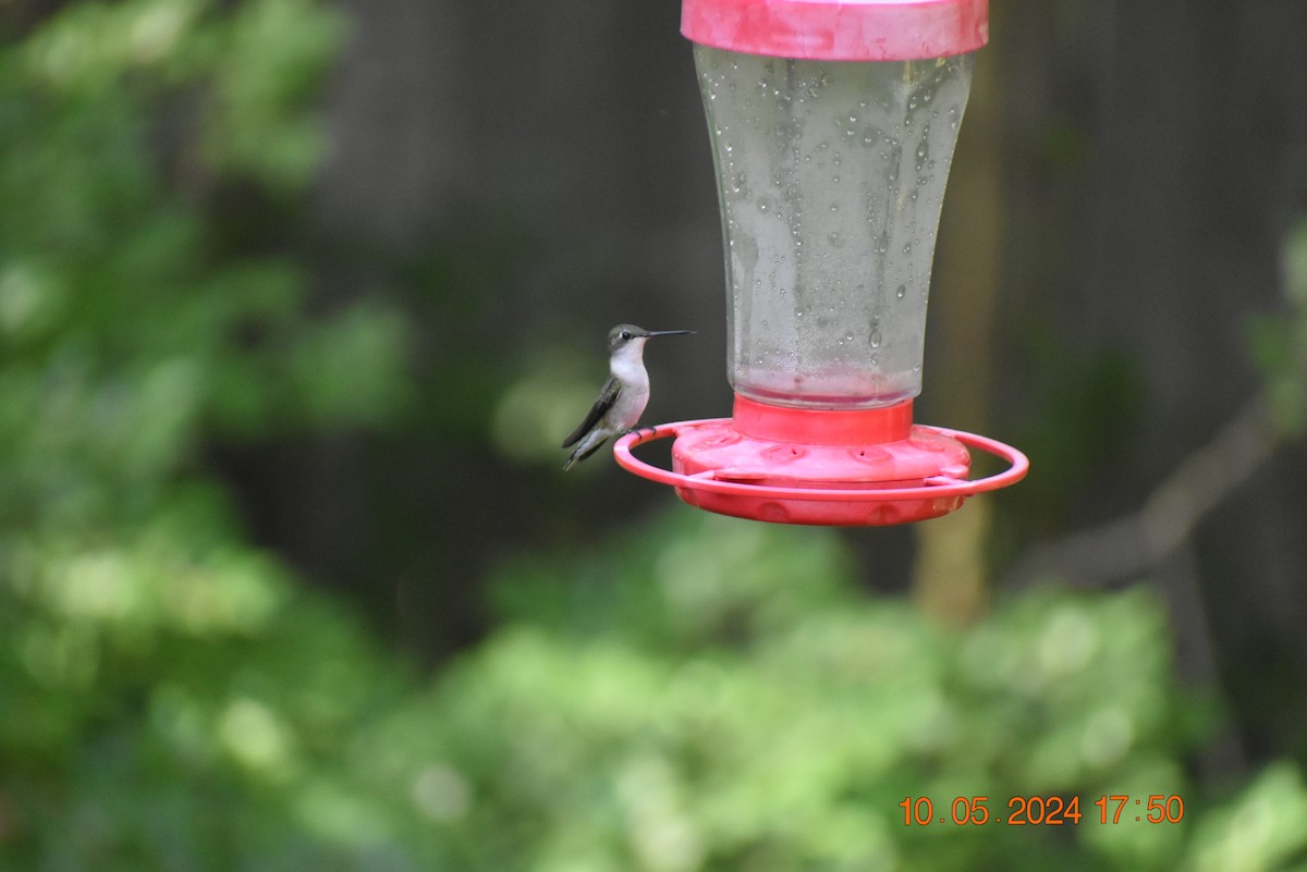 Ruby-throated Hummingbird - ML618797972