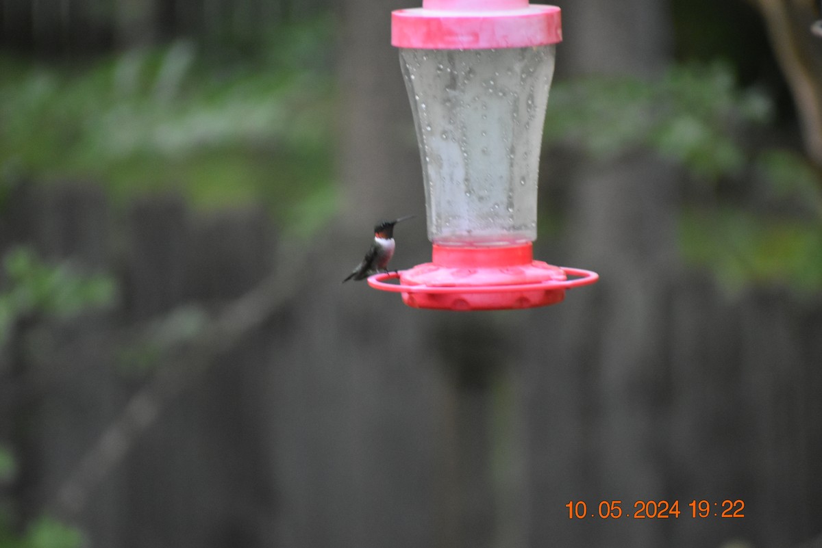 Ruby-throated Hummingbird - Greg Krog